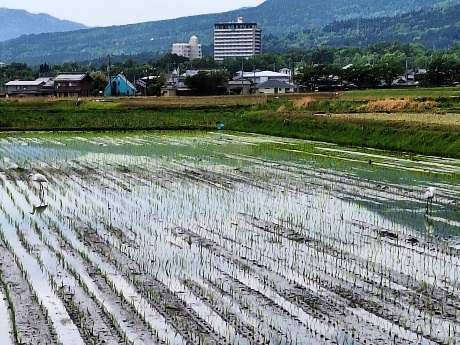 写真